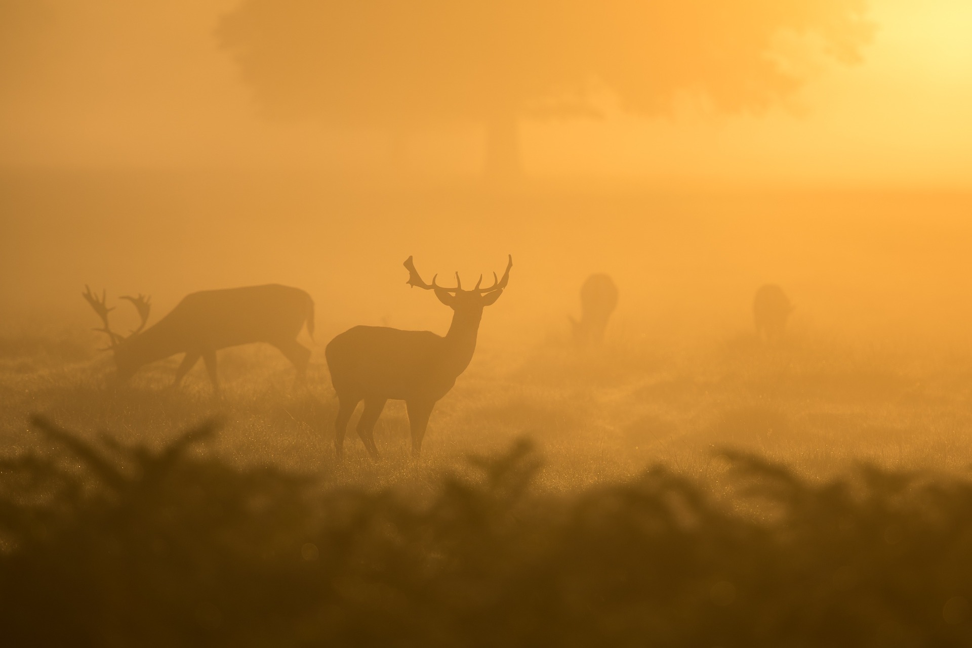 deer-1082318_1920