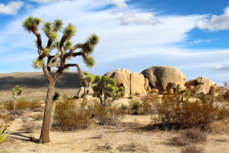 joshua-tree-national-park-74399_1920