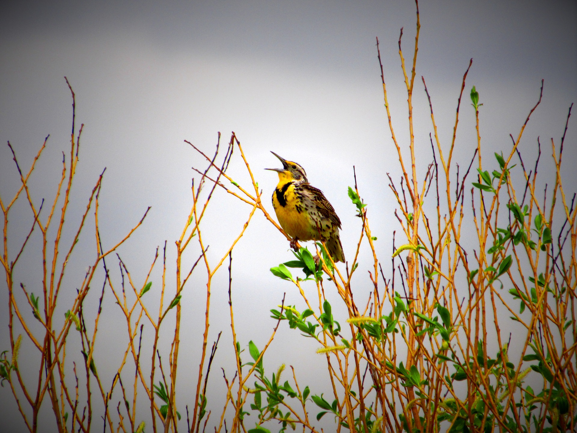 meadowlark-4479138_1920
