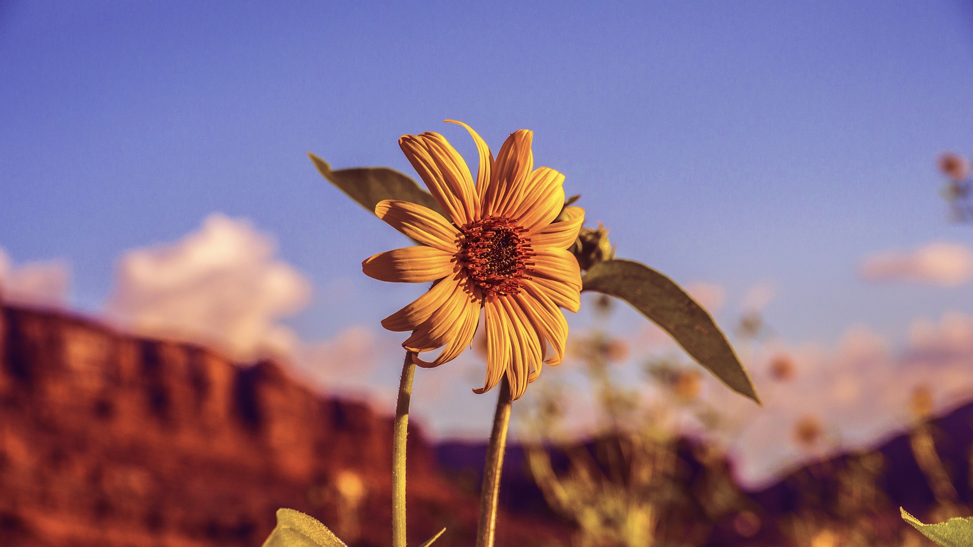 sunflower-4320790_1920