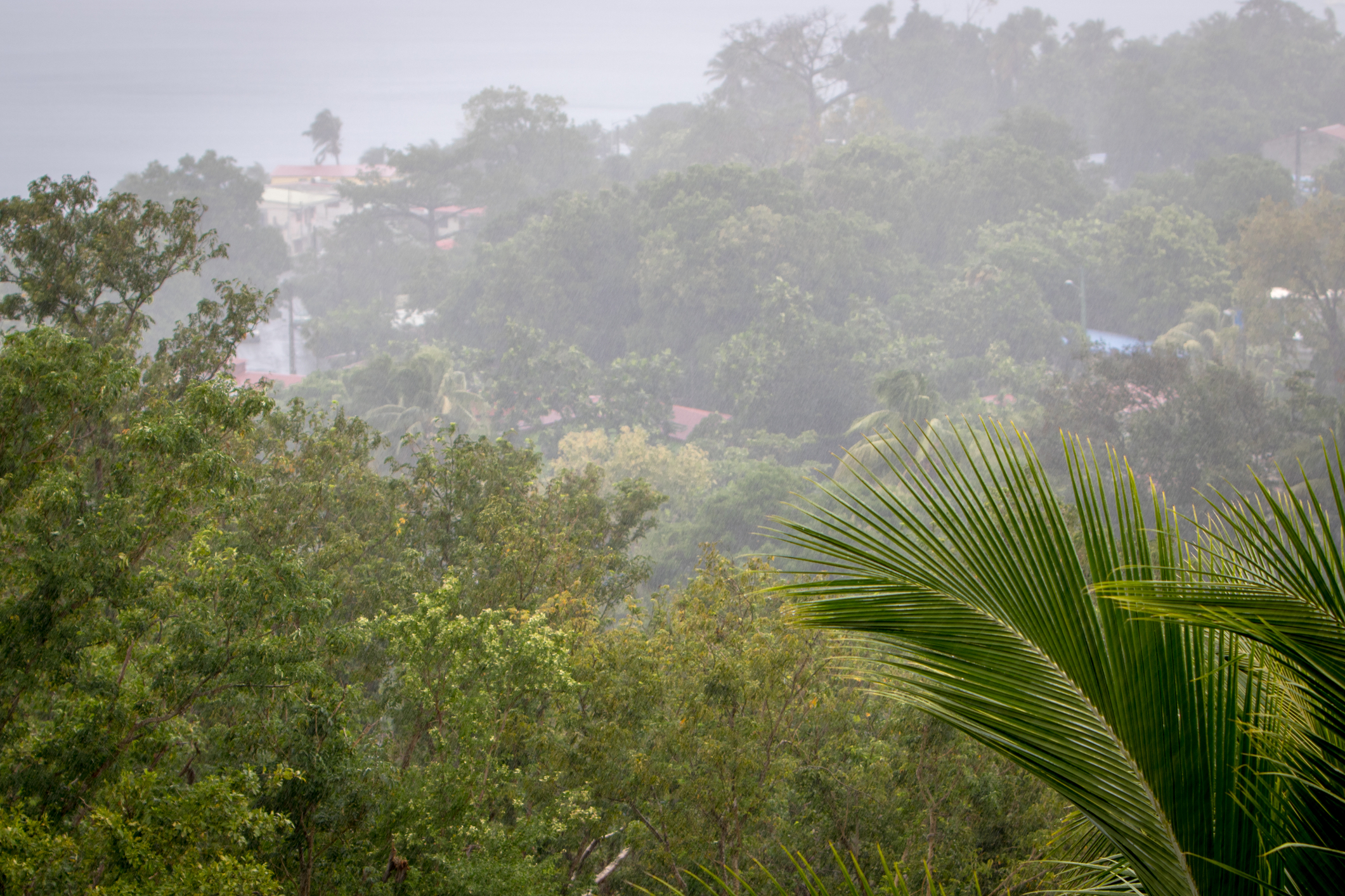 caribbean licensed hopsalka