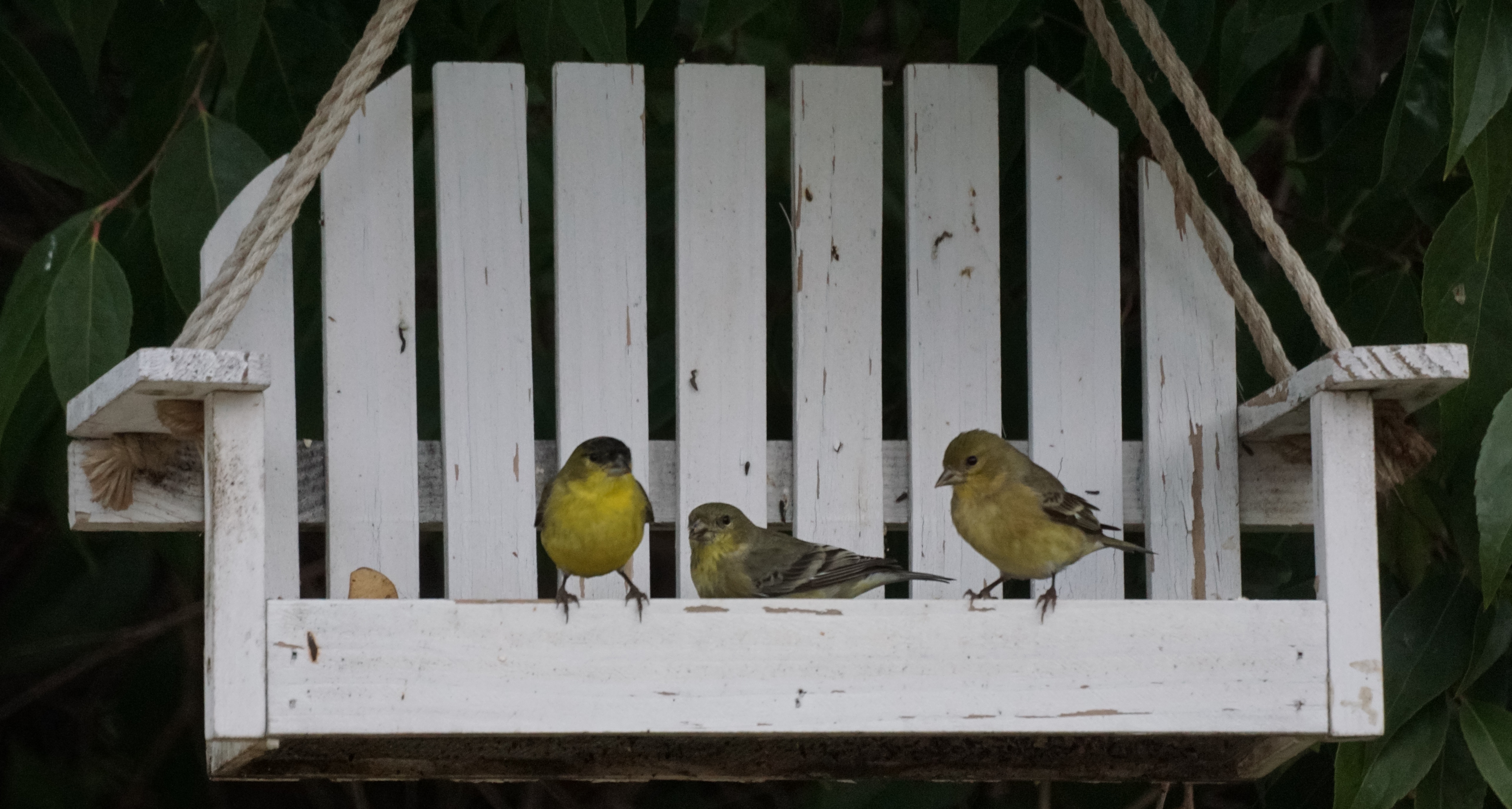 Goldfinches_on_the_porch_swing_feeder_(23673936654)