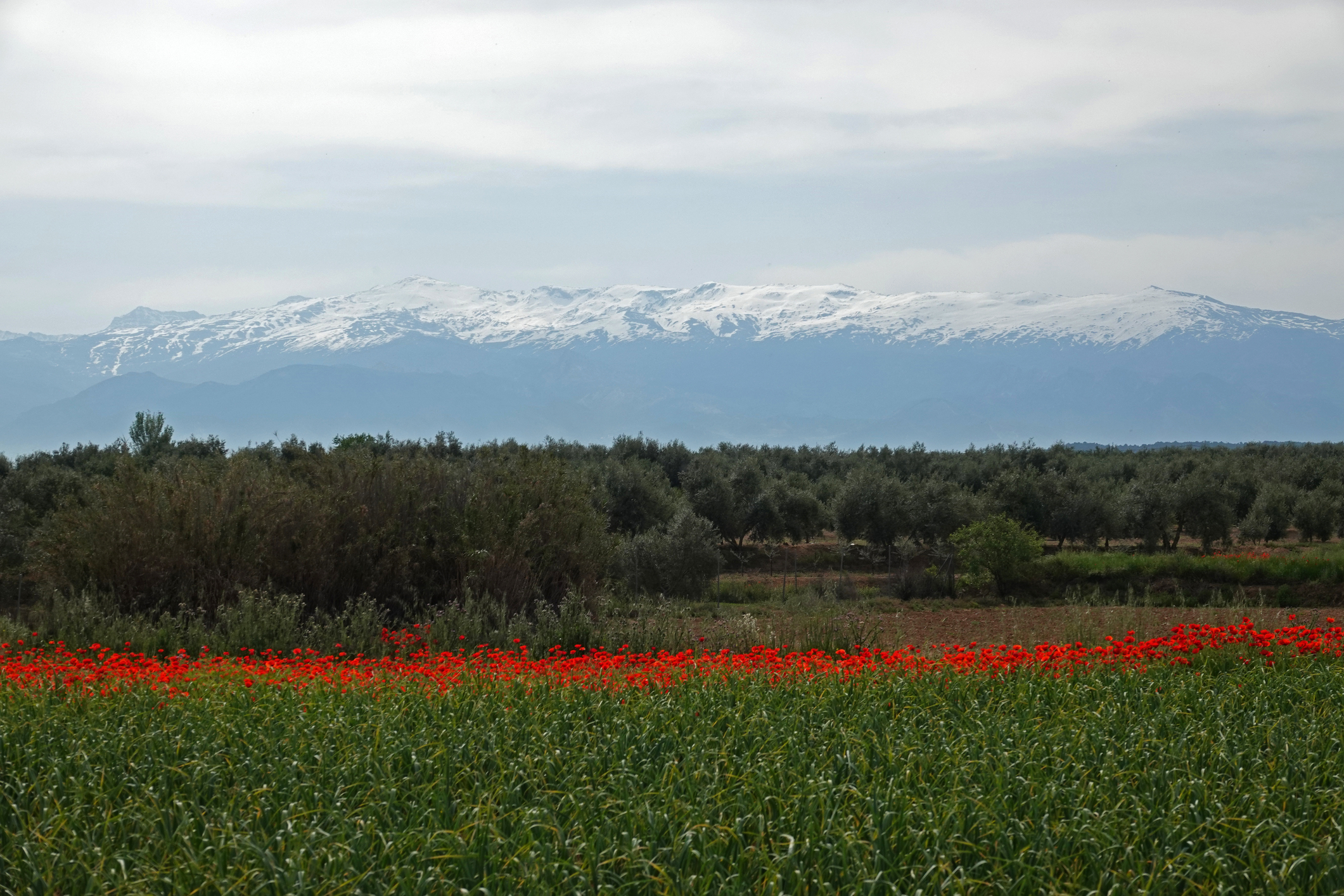 spain aagje de jong licensed