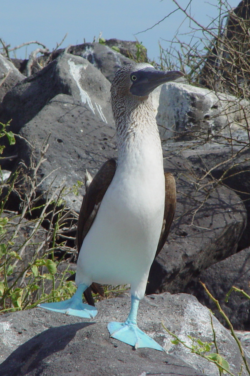 Blue-footed_Booby_(Sula_nebouxii)_-one_leg_raised
