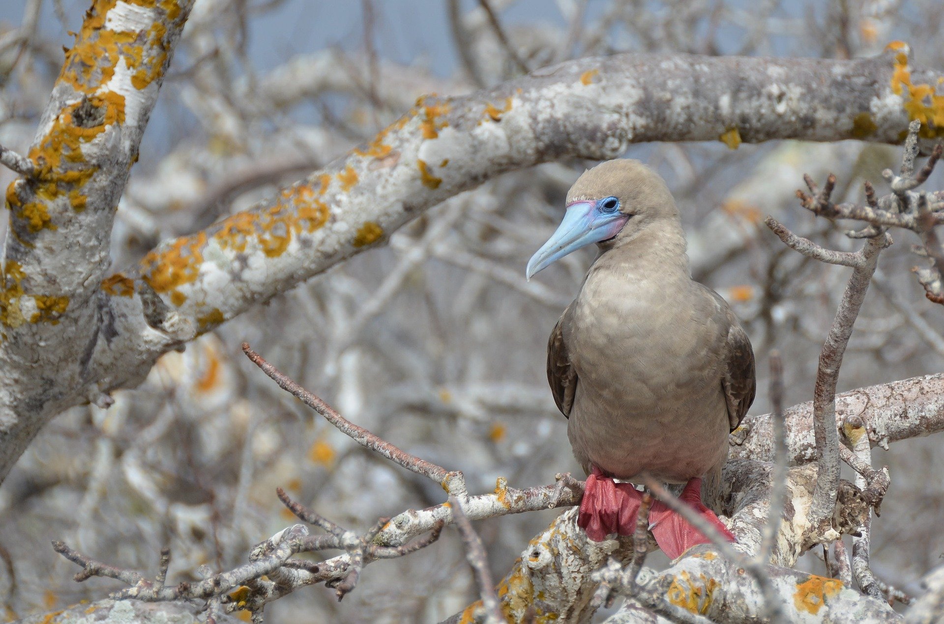 galapagos-islands-2380428_1920