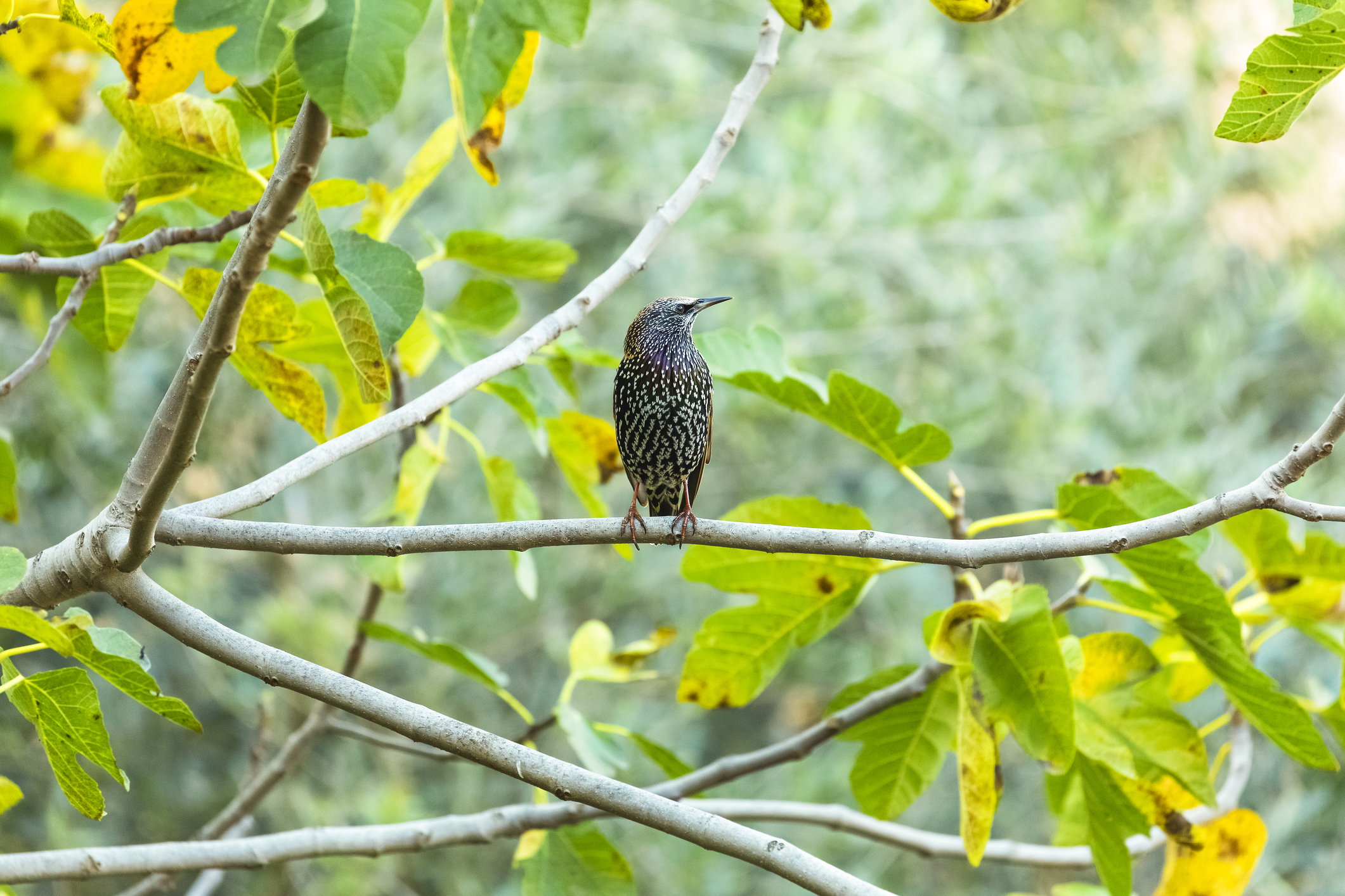 italy starling joseph mathew