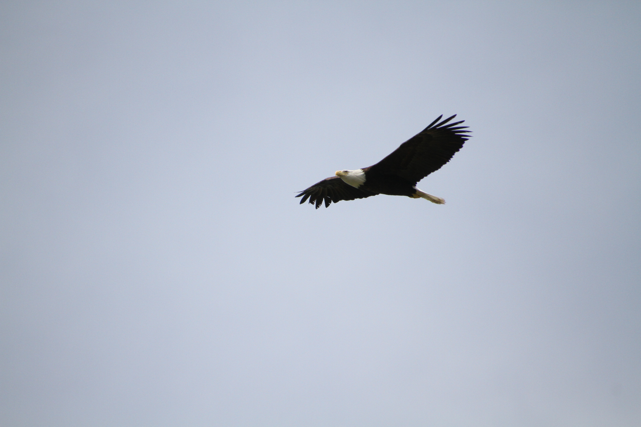 eagle david osmond licensed