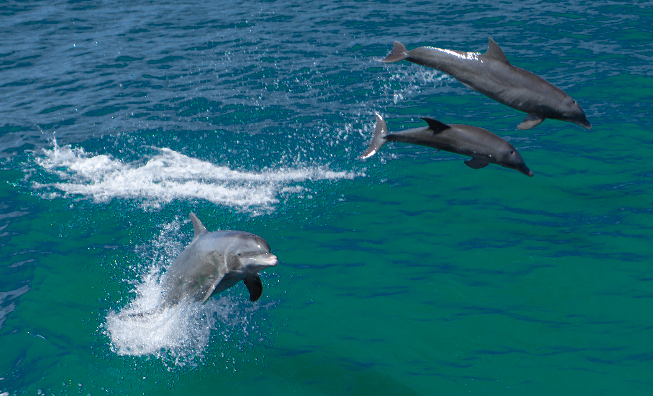 florida goldin licensed