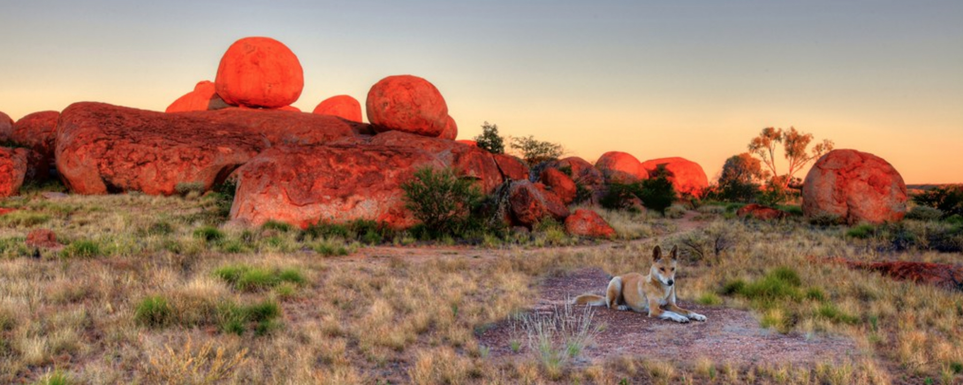 karlu karlu dingo adam gormley