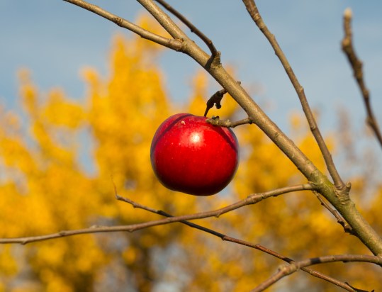 thanksgiving volodya korolkov licensed