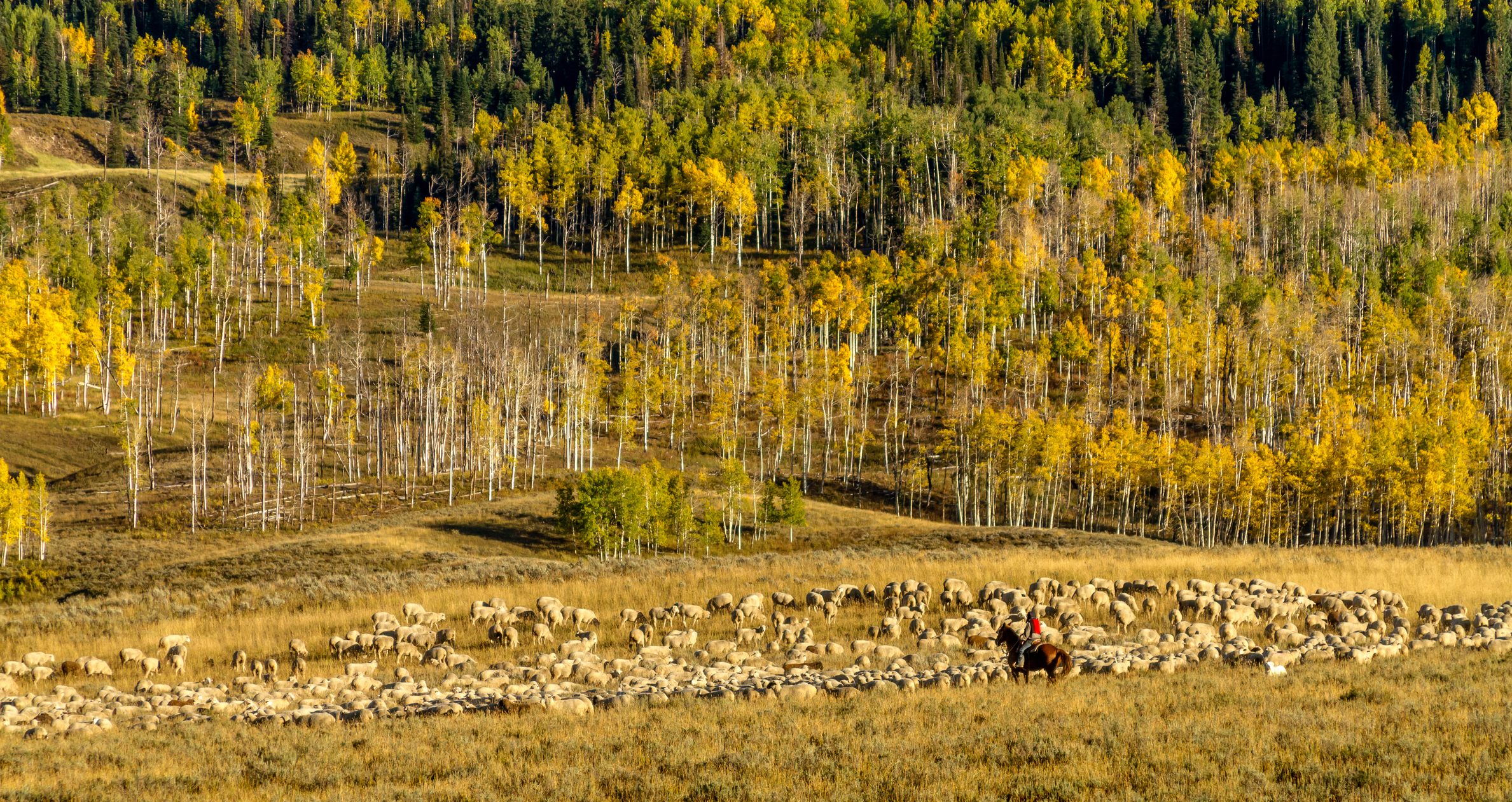 colorado teri verbickis