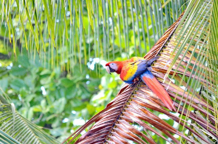 costa rica bob hilscher licensed