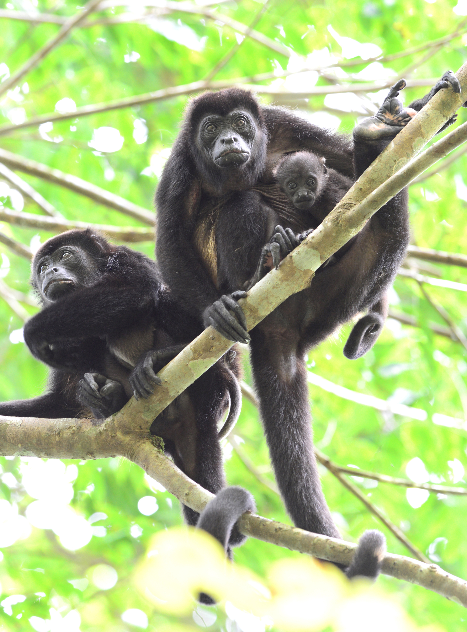 costa rica hotshotwrorldwide licensed