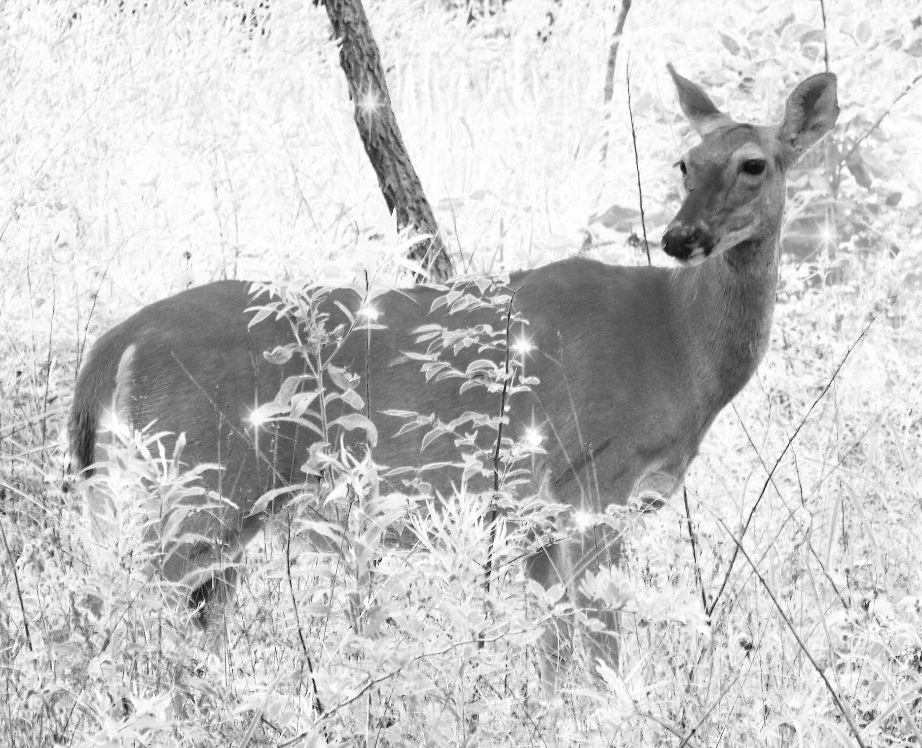 deer-17830_1920 copy
