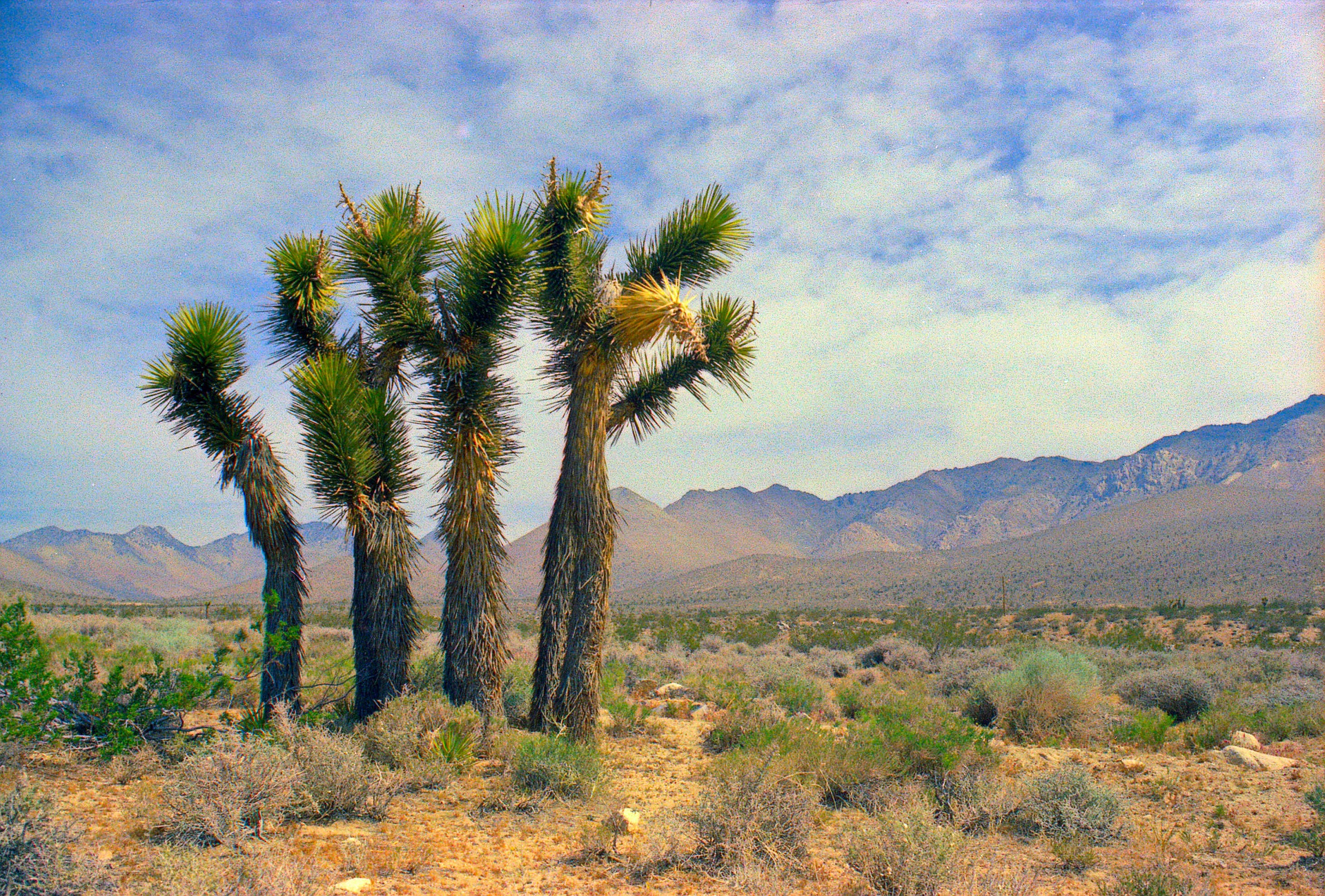 palm-trees-5047331_1920