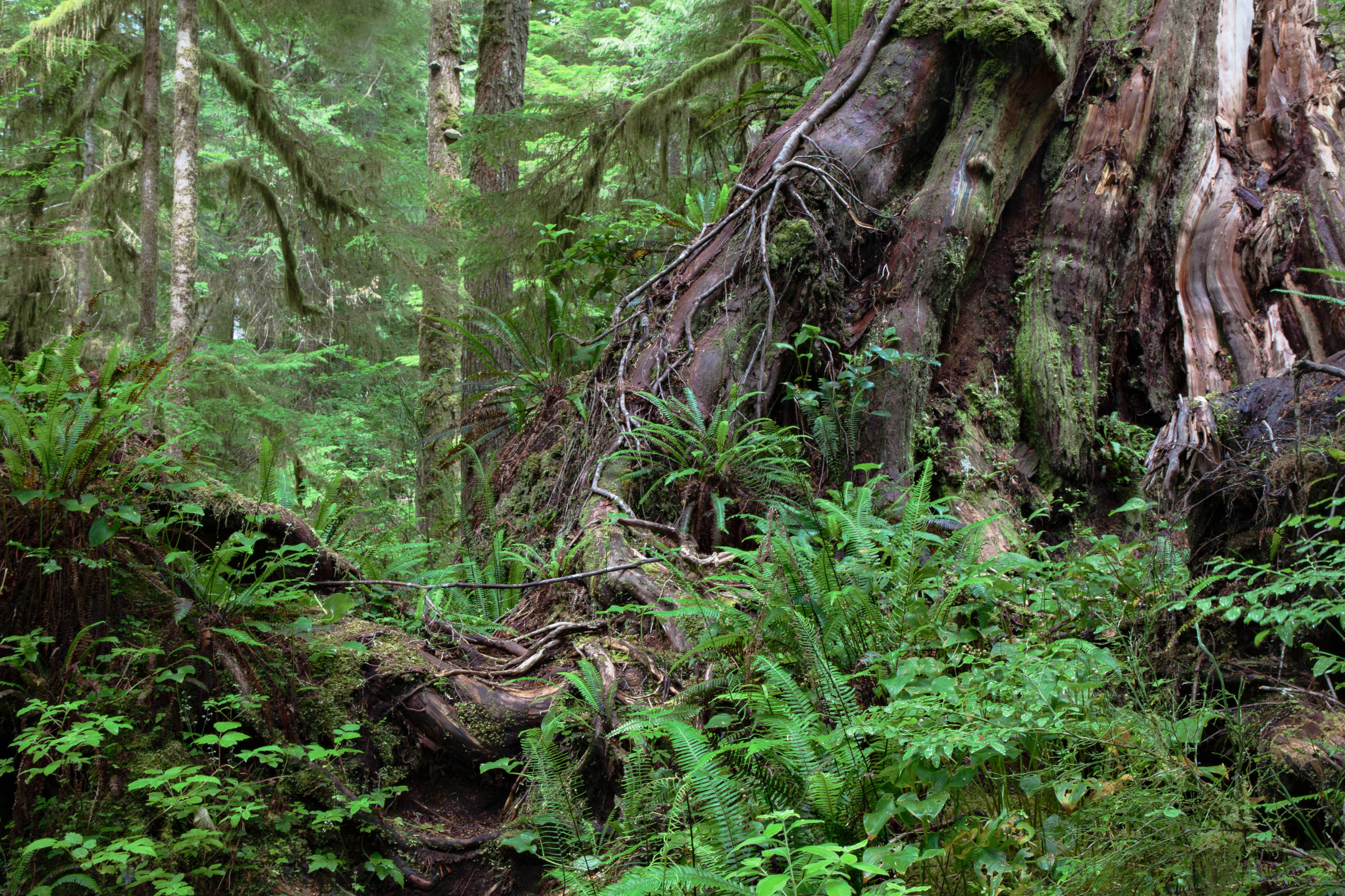 Rainforests_of_Pacific_Rim_National_Park_Reserve,_Canada