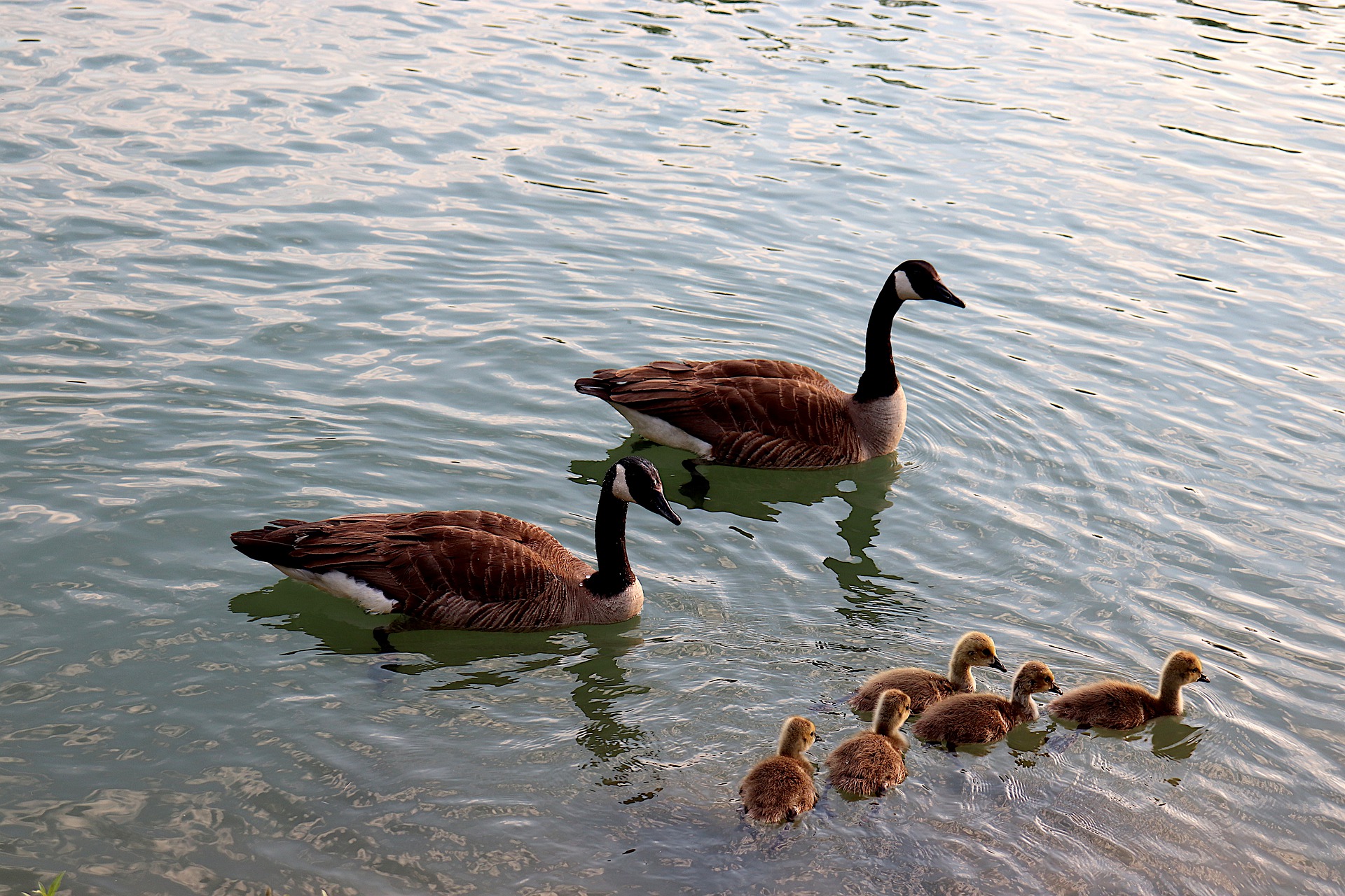 geese-5254694_1920