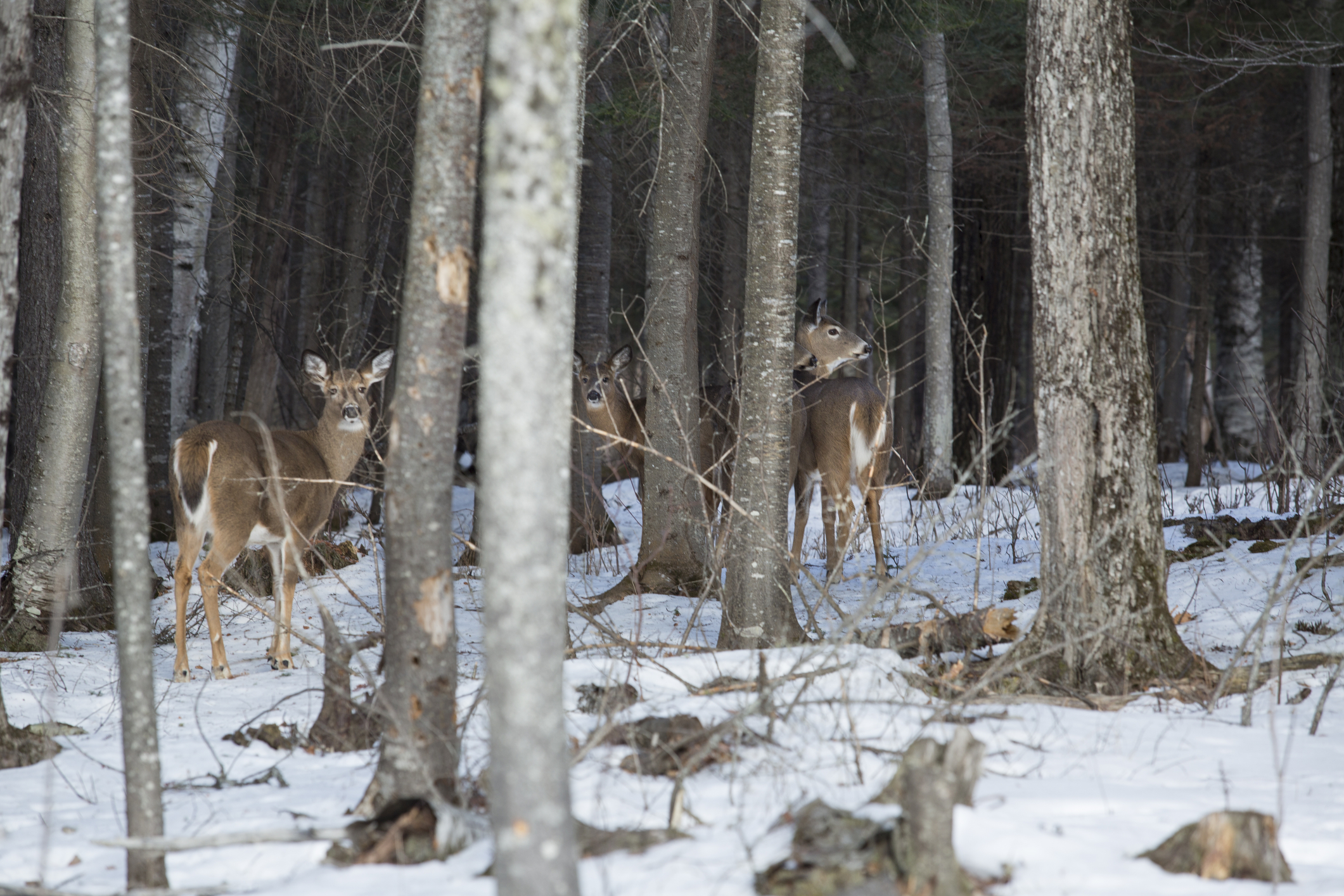 maine jeffrey holcombe licensed