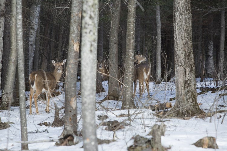 maine jeffrey holcombe licensed