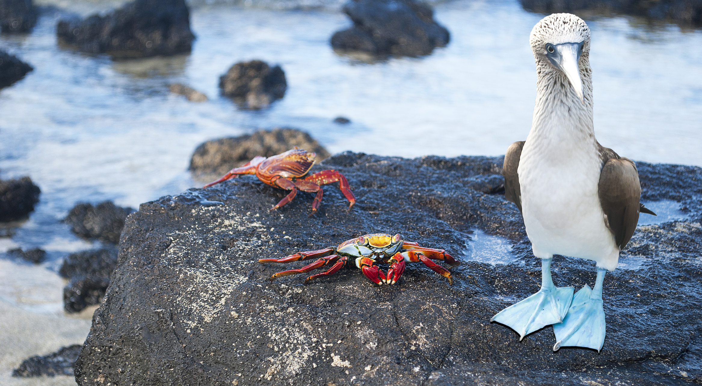 galapagos mcwilli licensed