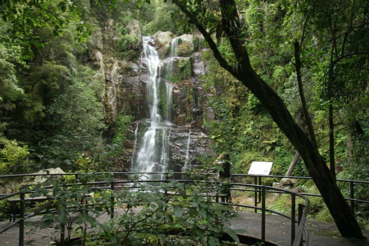 Minnamurra_017_11062006