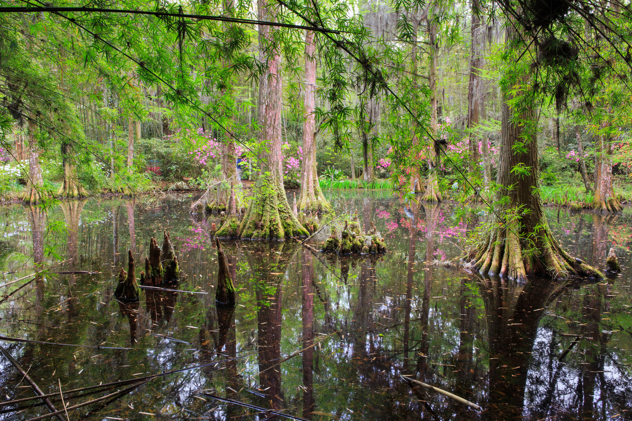 sc cvandyke licensed