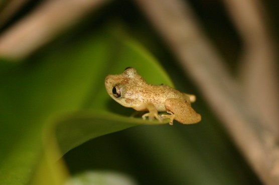 scinax_alcatraz_02___foto_norberto_hulle