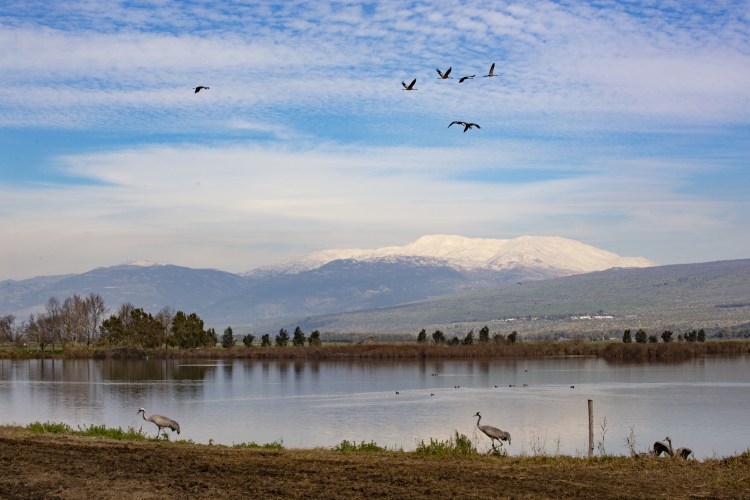 syria borlili licensed