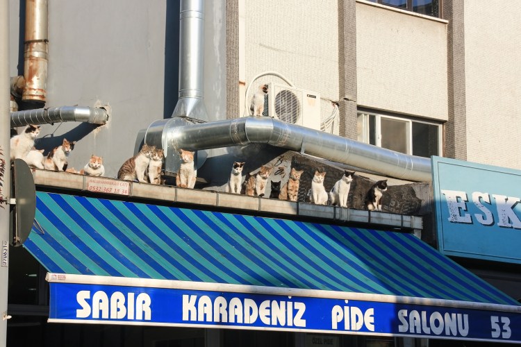 turkey olga turbina 77