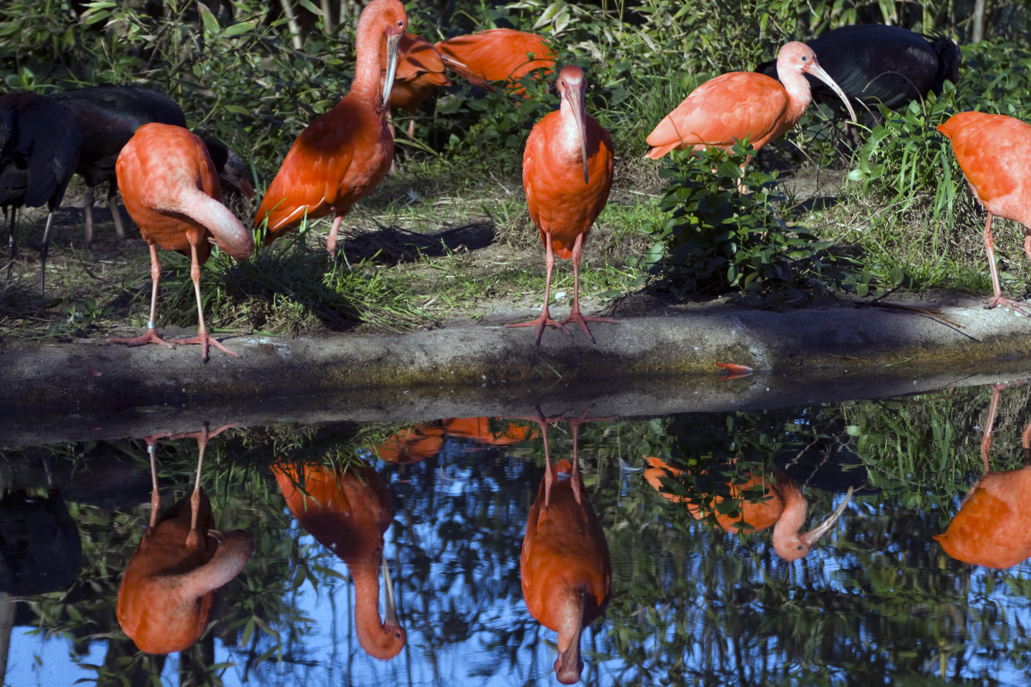 trinidad abraham badenhorst licensed