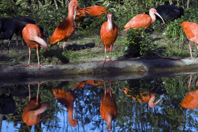 trinidad abraham badenhorst licensed